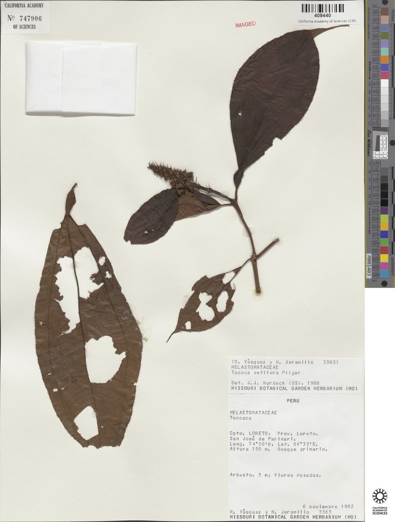 Miconia setifera photo 3