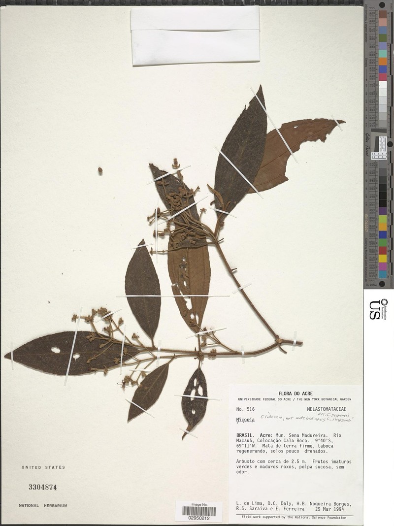 Miconia siapensis