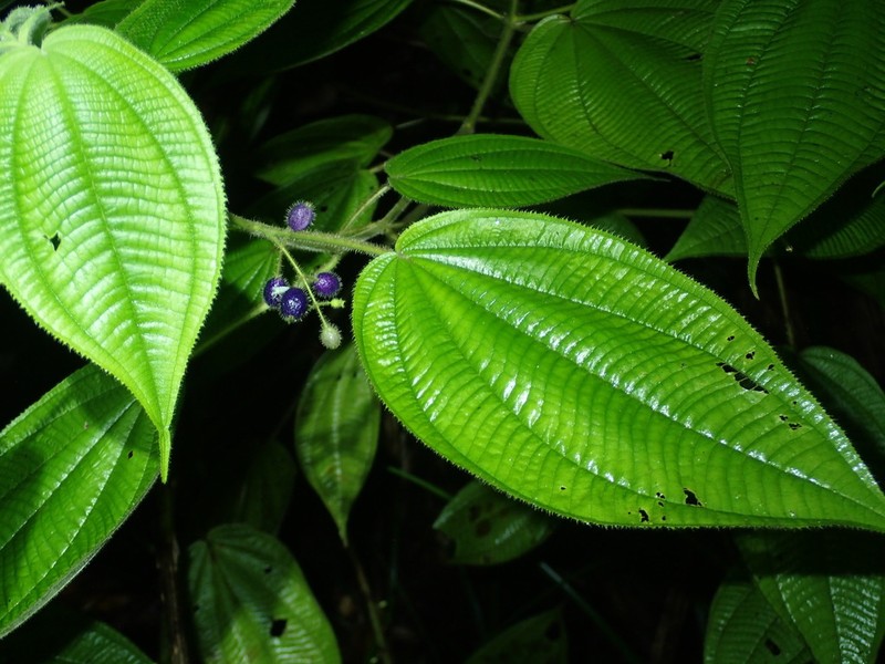 Miconia silvicola