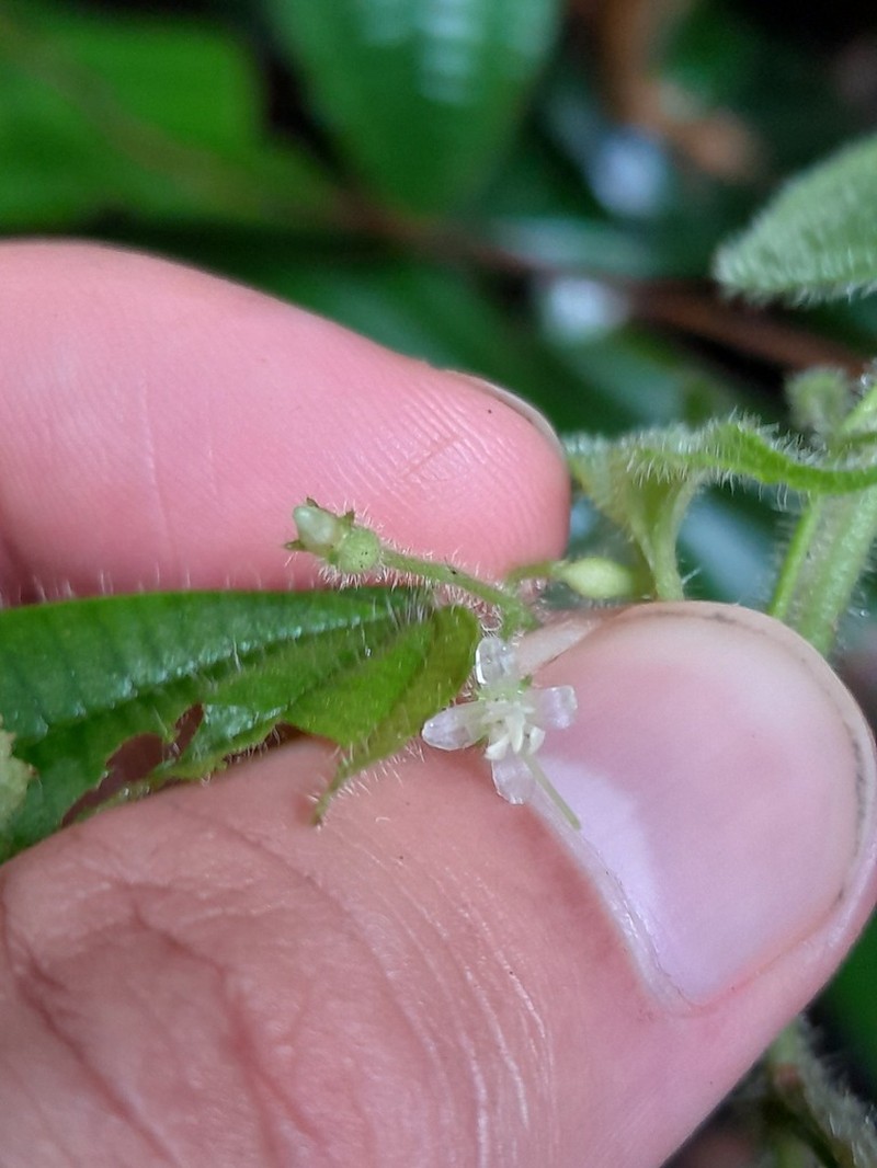 Miconia silvicola photo 2