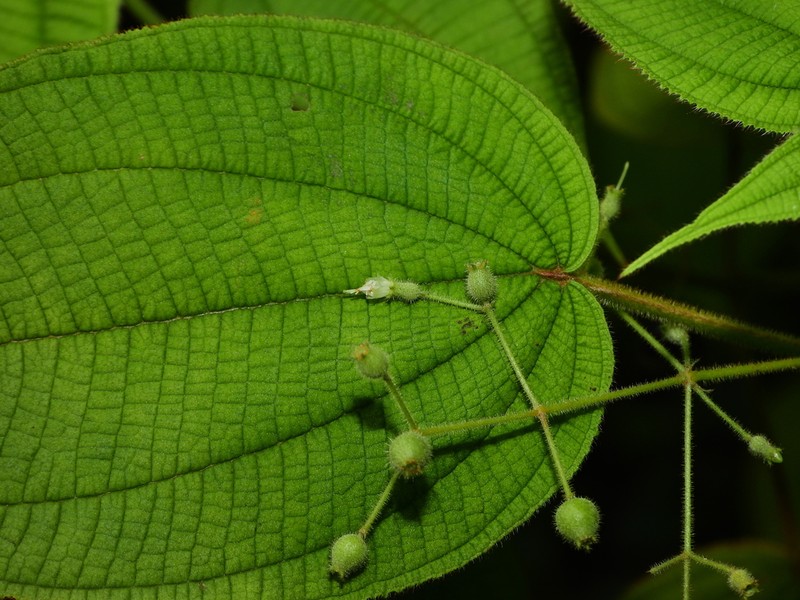 Miconia silvicola photo 3