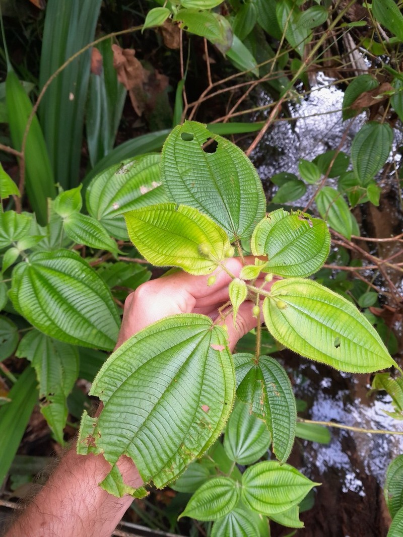 Miconia silvicola photo 4