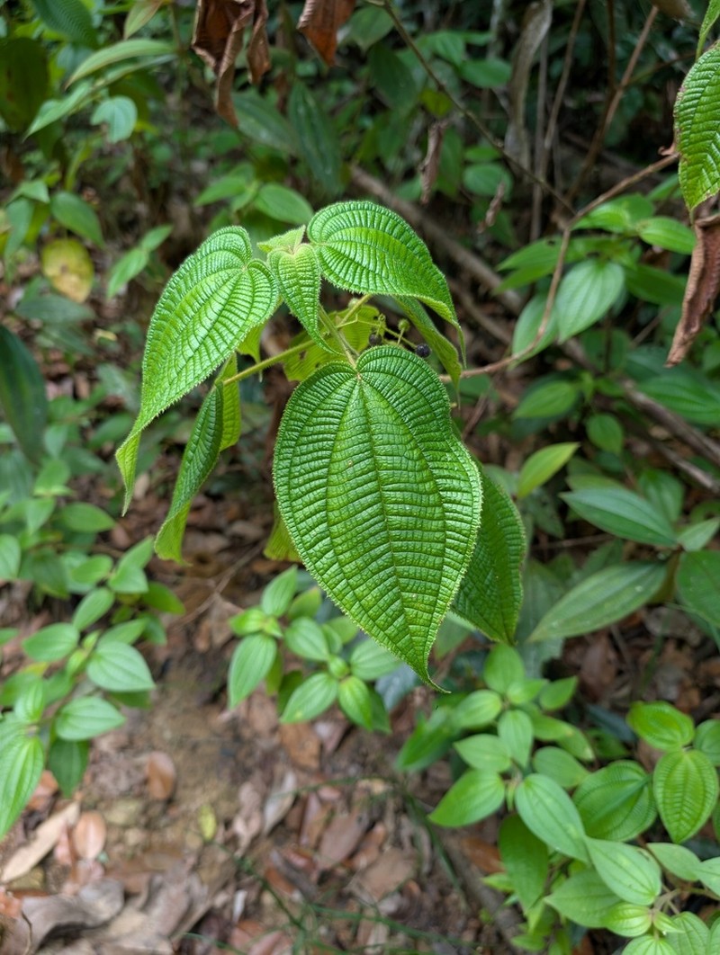 Miconia silvicola photo 5