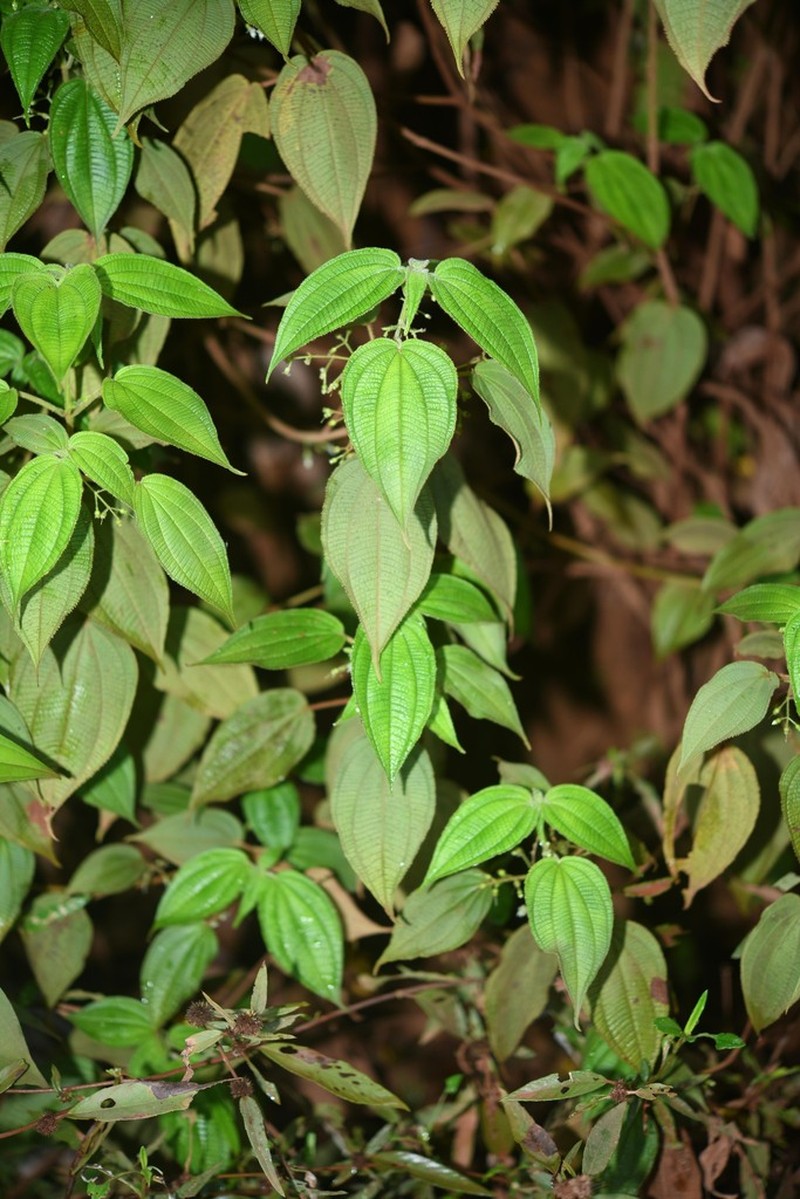 Miconia silvicola photo 6