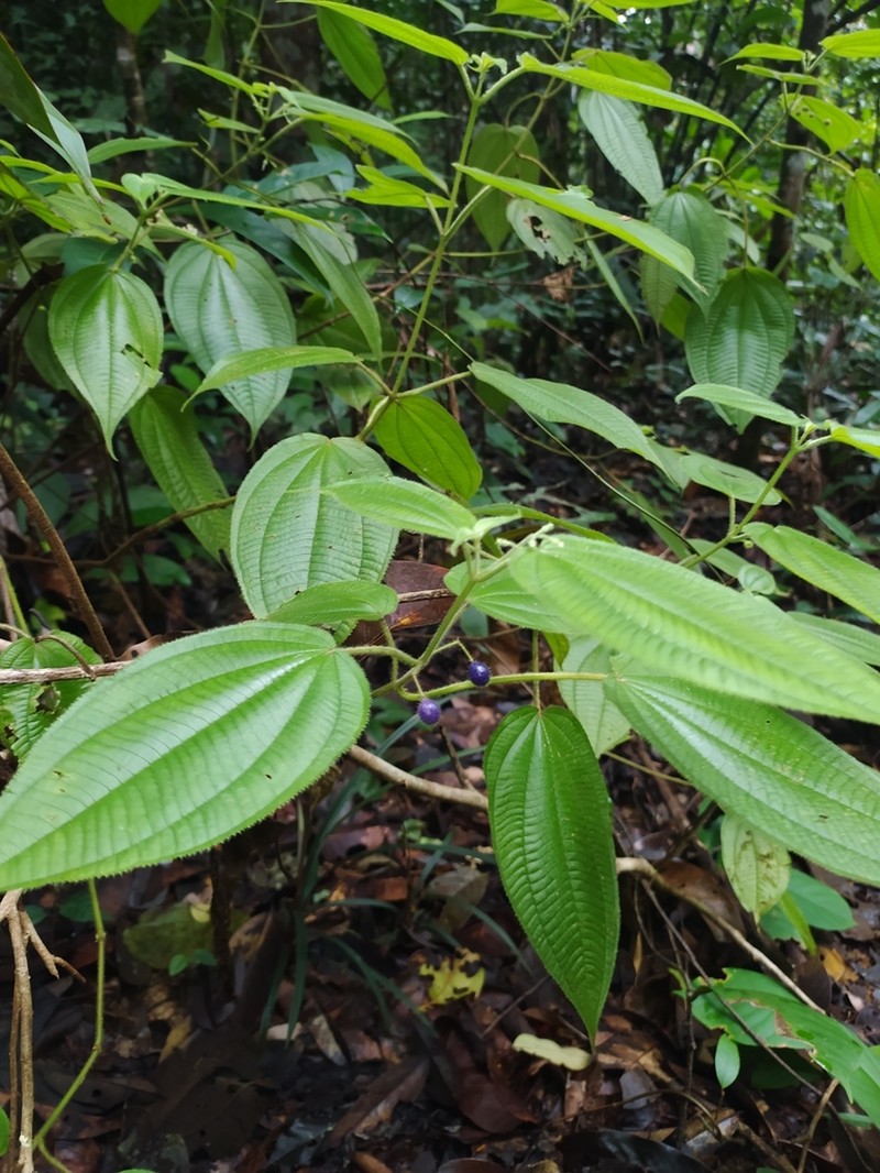 Miconia silvicola photo 7
