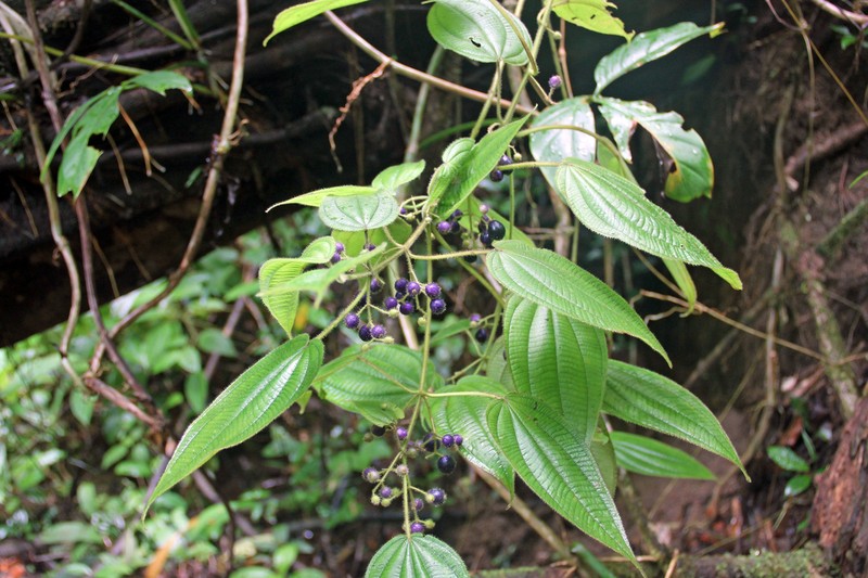 Miconia silvicola photo 8