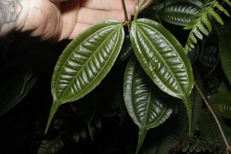 Miconia silviphila photo 2