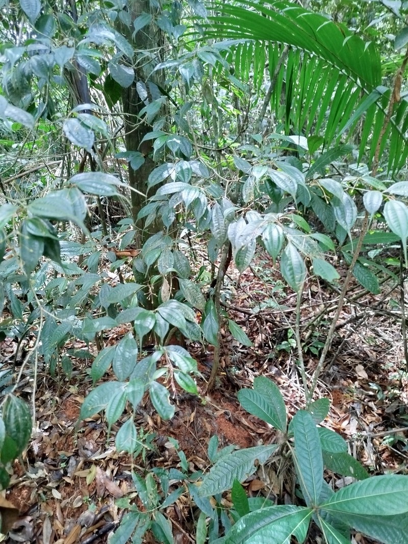 Miconia silviphila photo 3