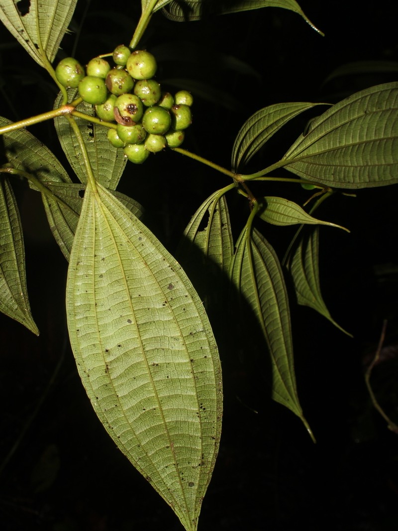 Miconia silviphila photo 4