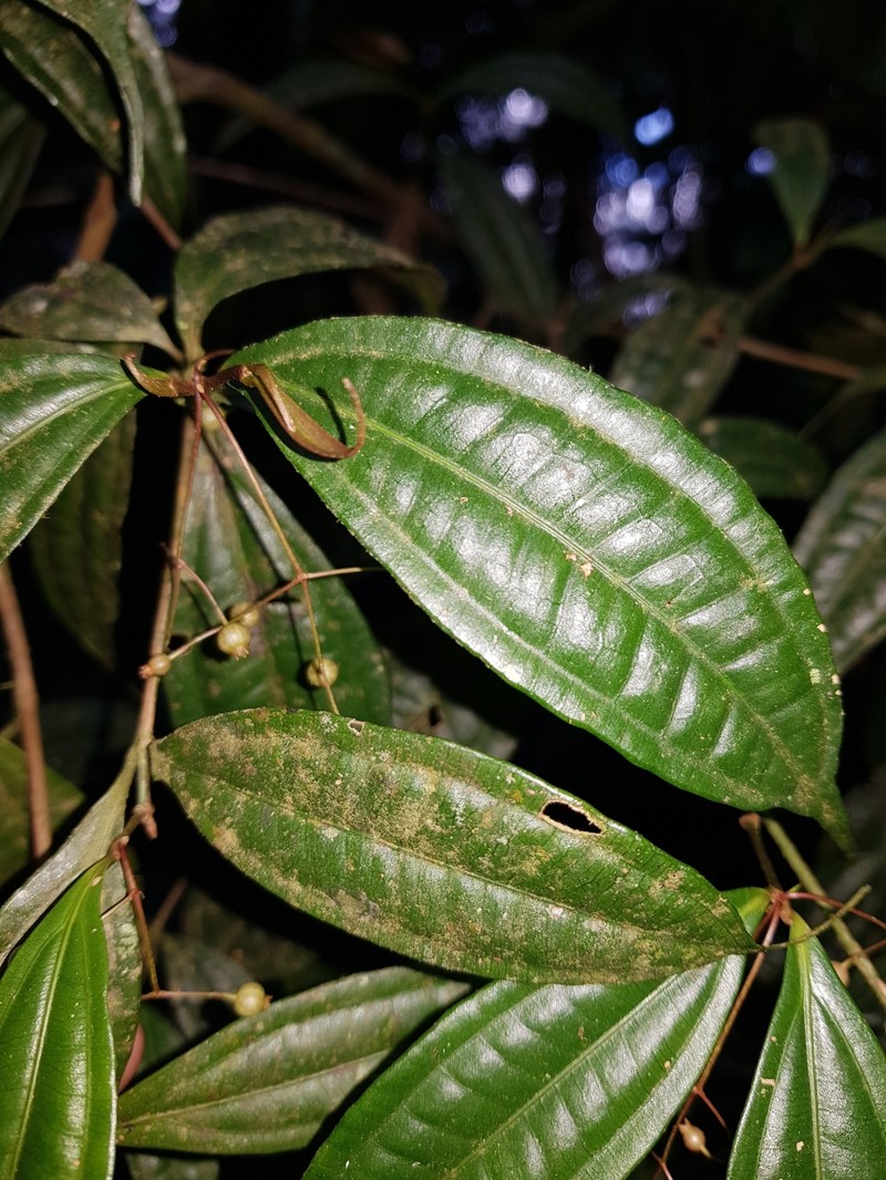 Miconia silviphila photo 6