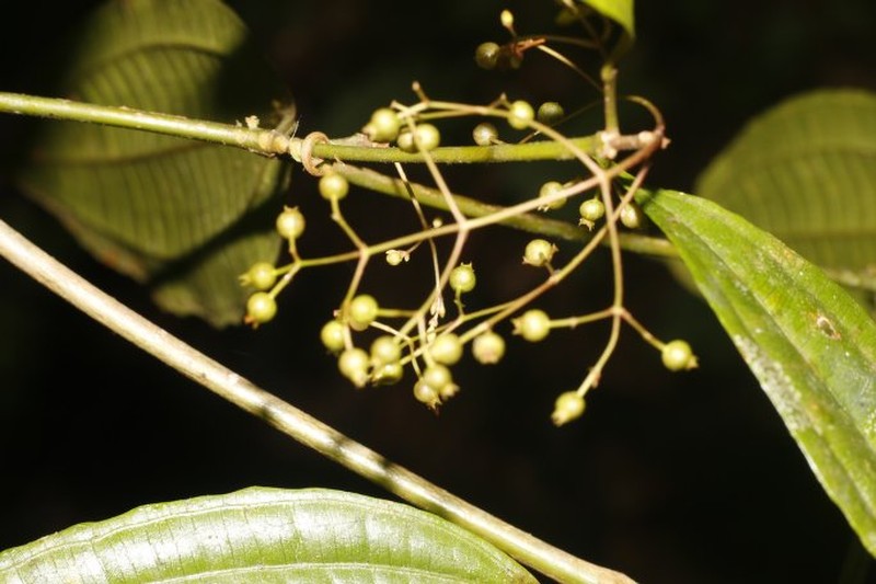 Miconia silviphila photo 7