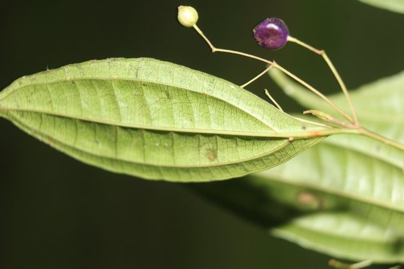 Miconia silviphila photo 8