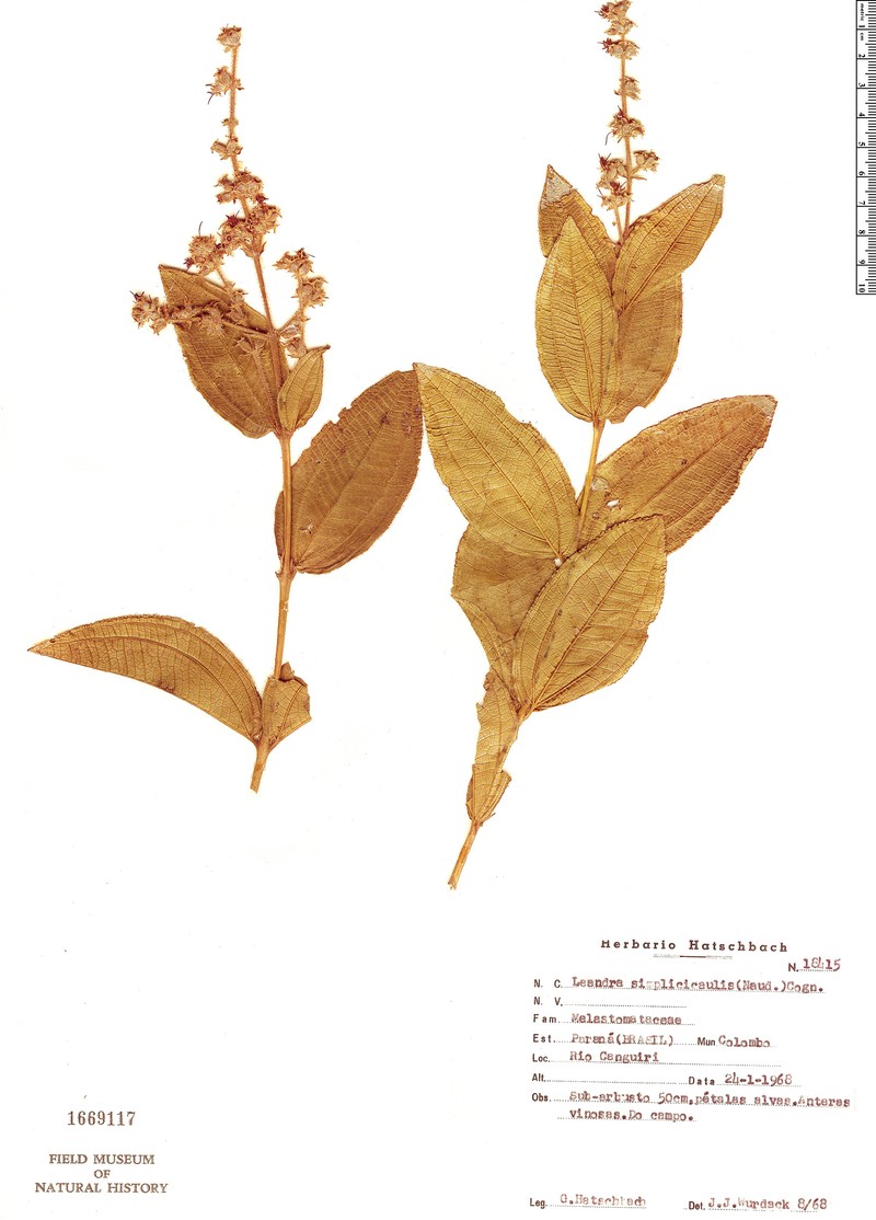 Miconia simplicicaulis