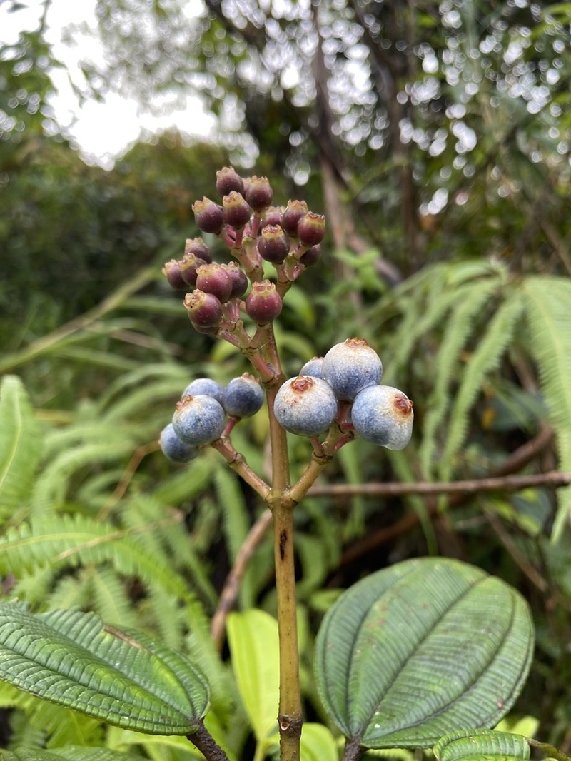 Mountain Johnnyberry
