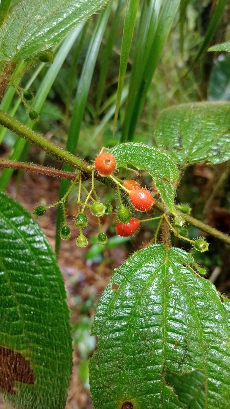 Miconia skutchiana