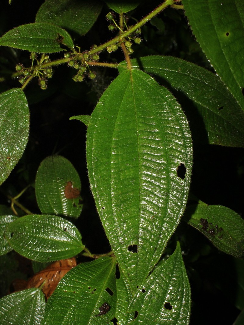 Miconia skutchiana photo 2