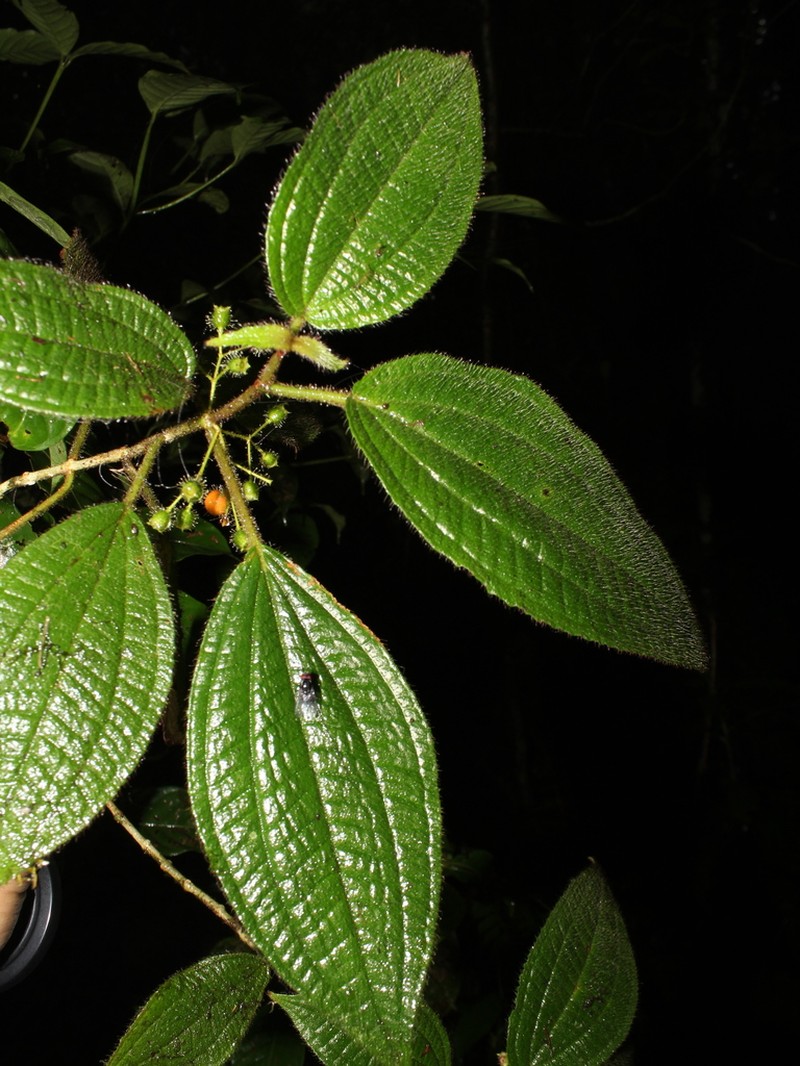 Miconia skutchiana photo 3