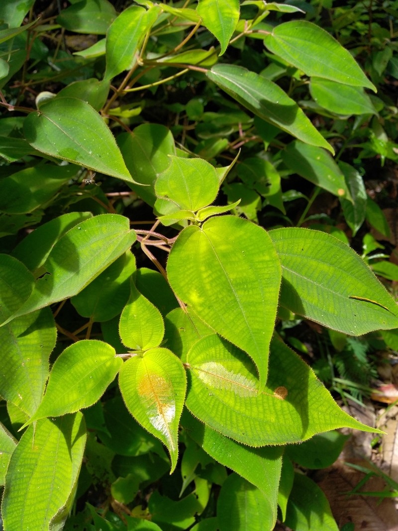 Miconia solenifera