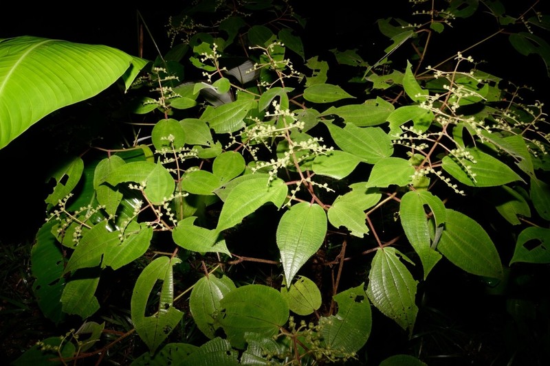 Miconia solenifera photo 2