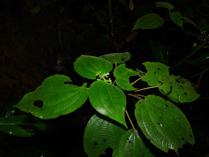 Miconia solenifera photo 3