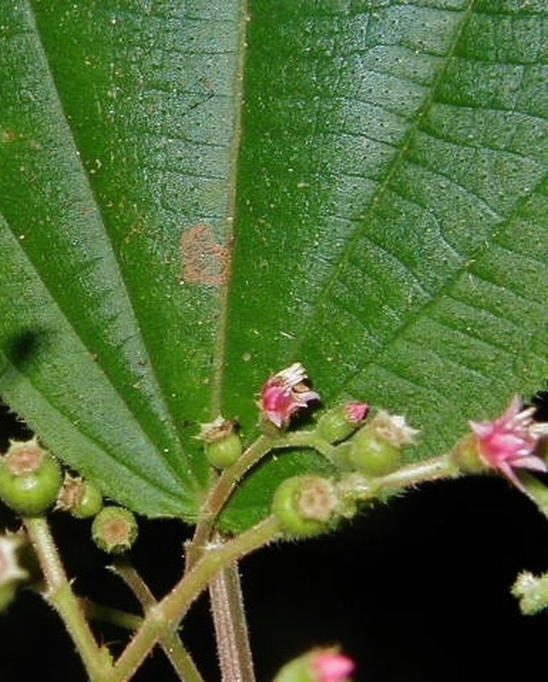 Miconia solenifera photo 4