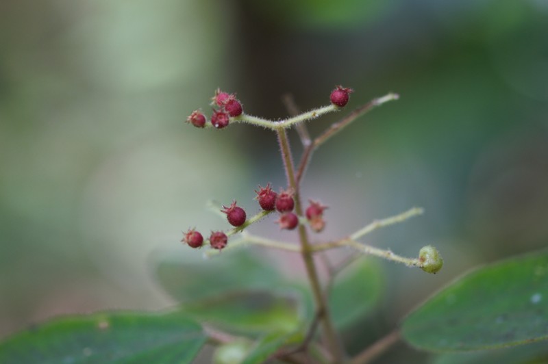 Miconia solenifera photo 5