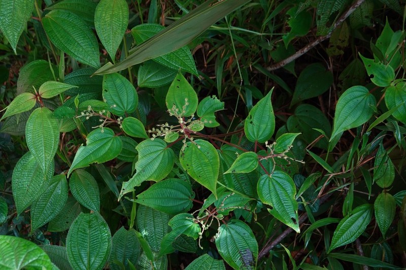 Miconia solenifera photo 6