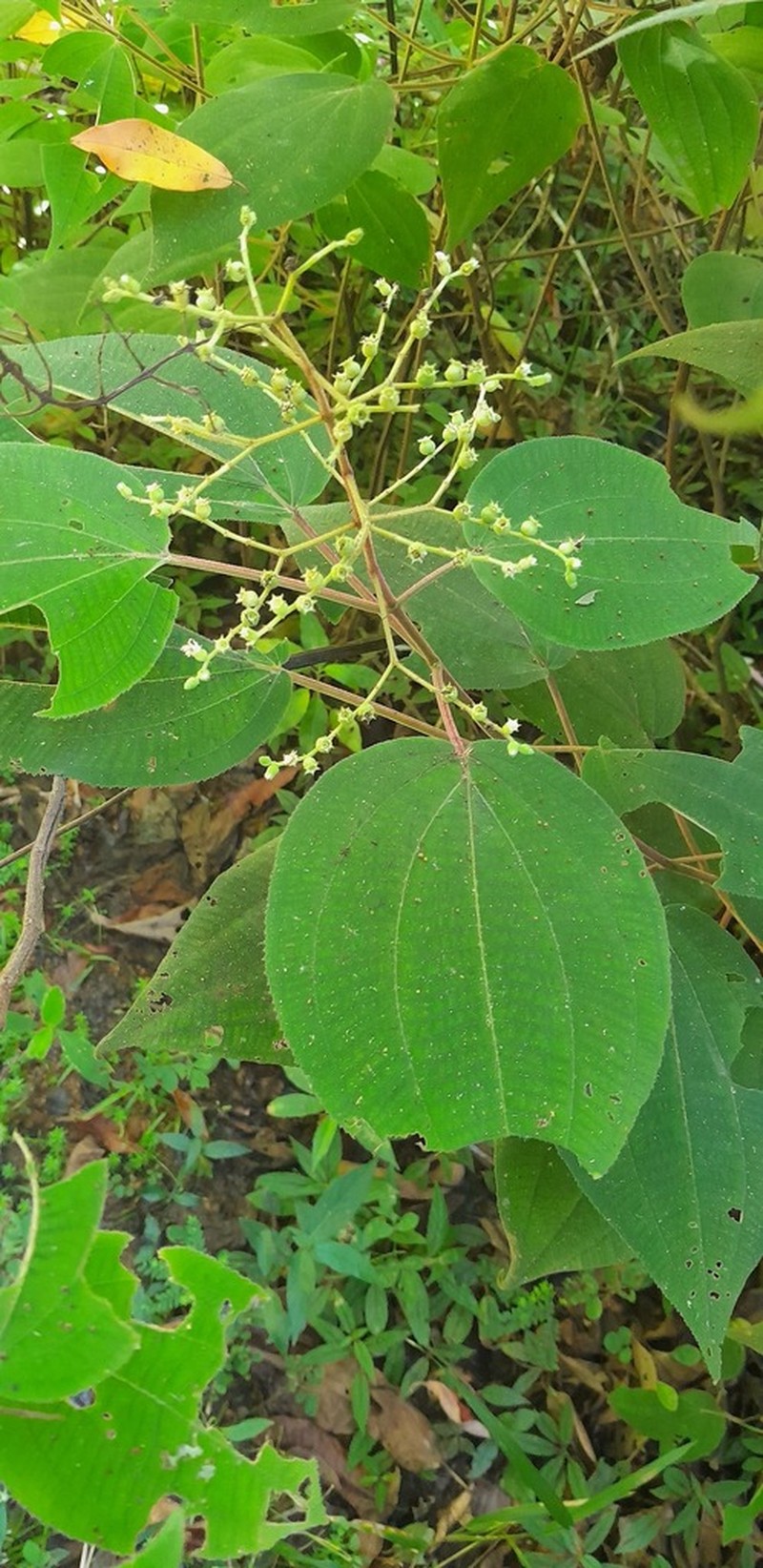 Miconia solenifera photo 7