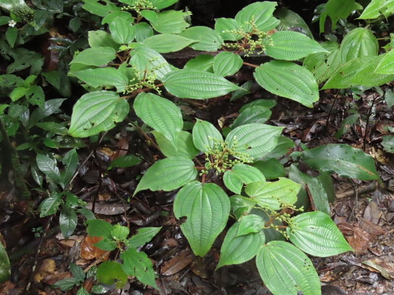 Miconia solenifera photo 8