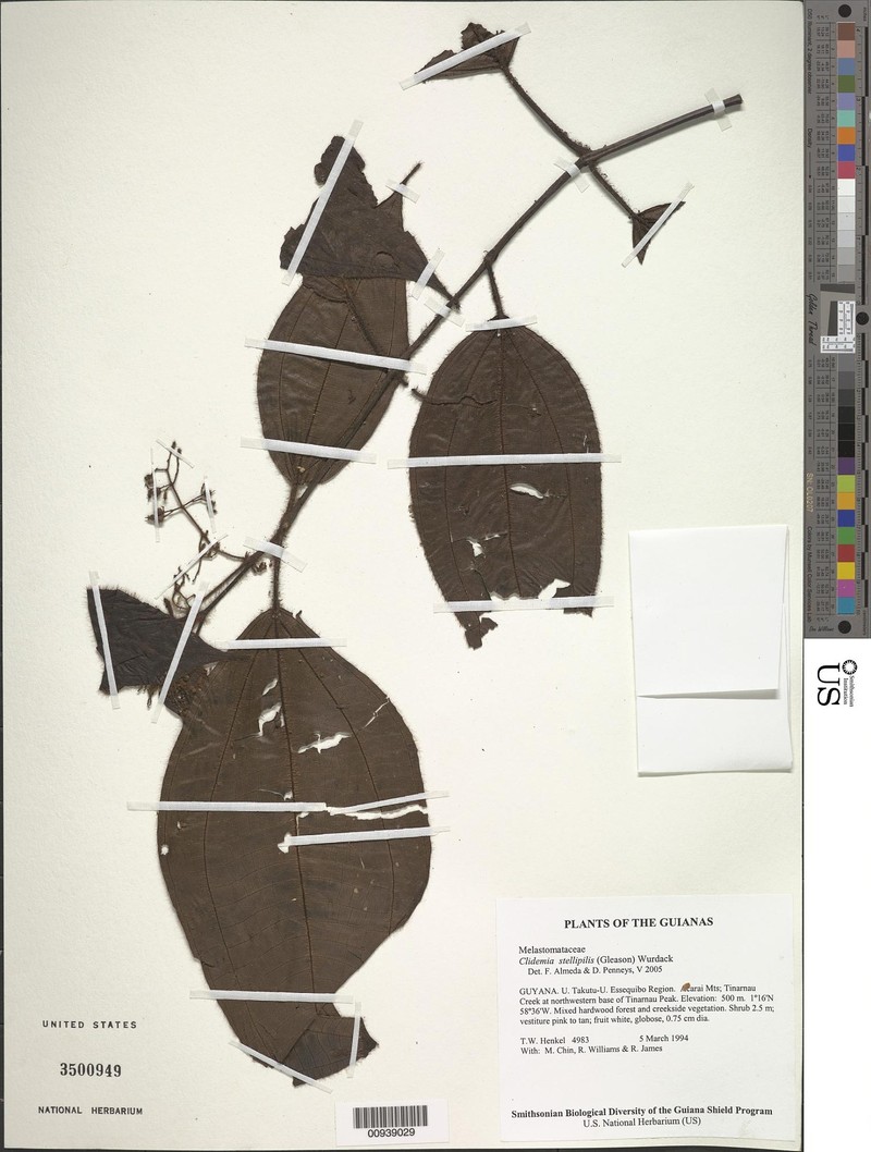 Miconia sororopana