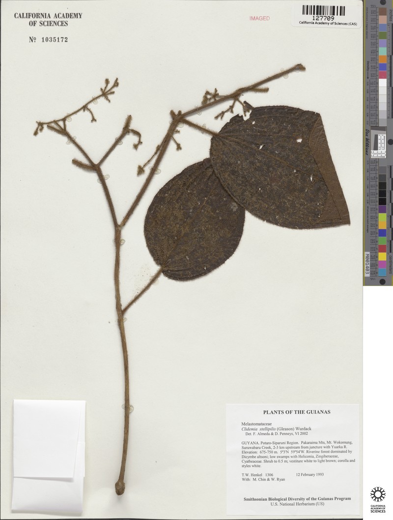Miconia sororopana photo 2