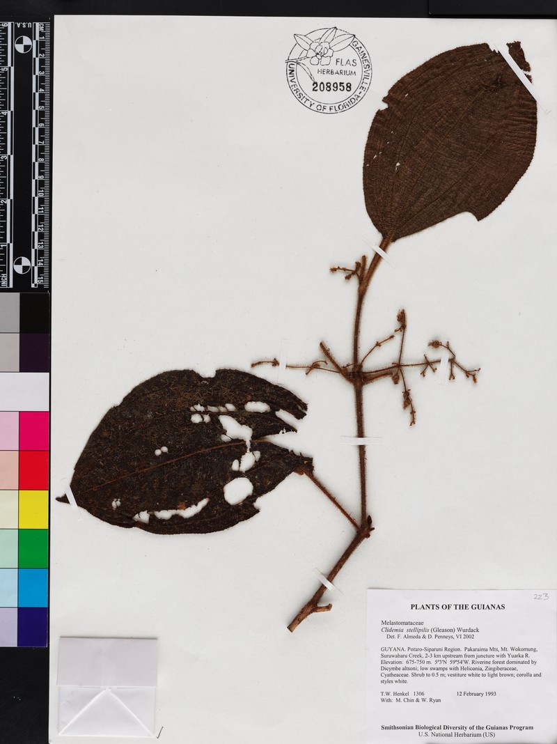 Miconia sororopana photo 3