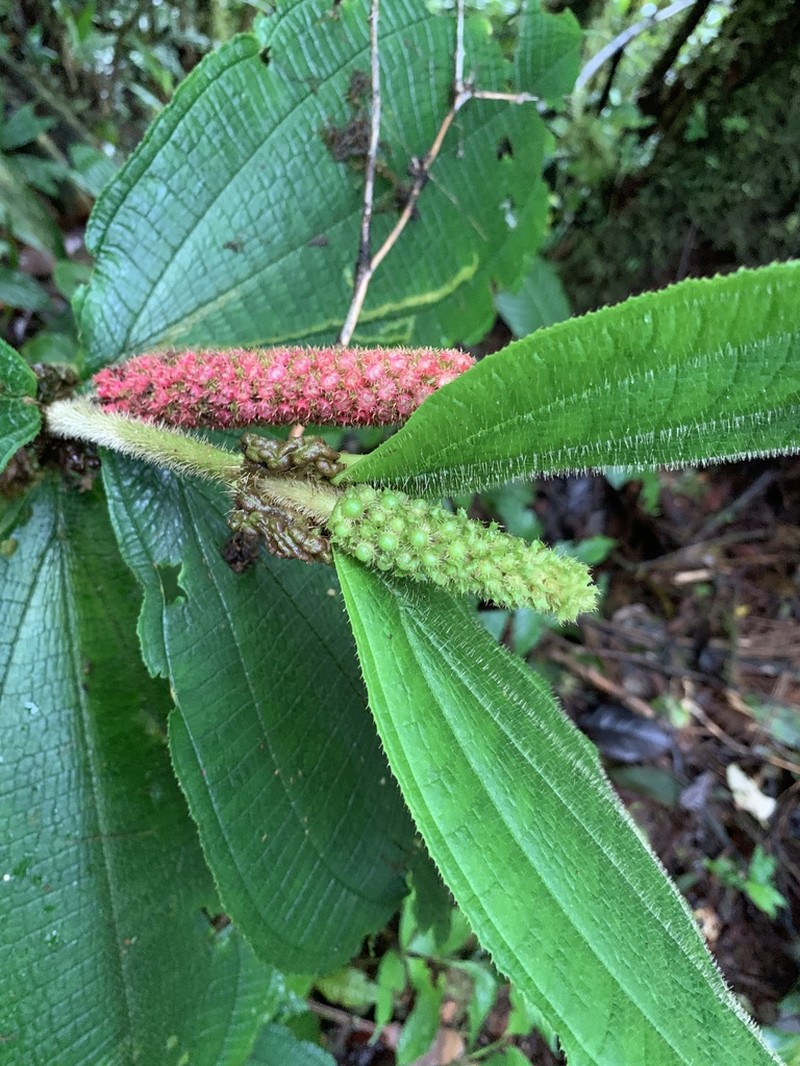 Miconia spadiciflora