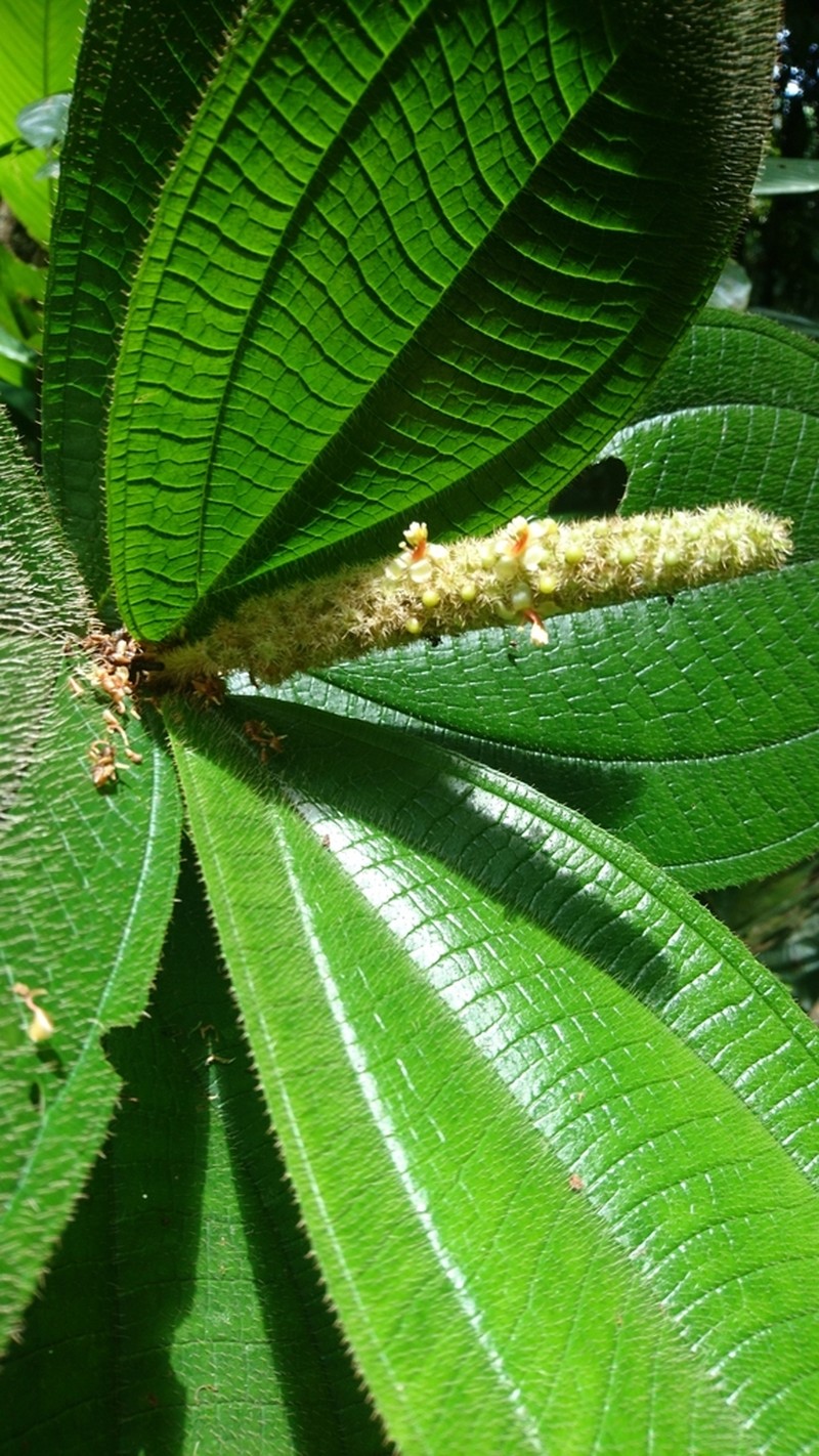 Miconia spadiciflora photo 2