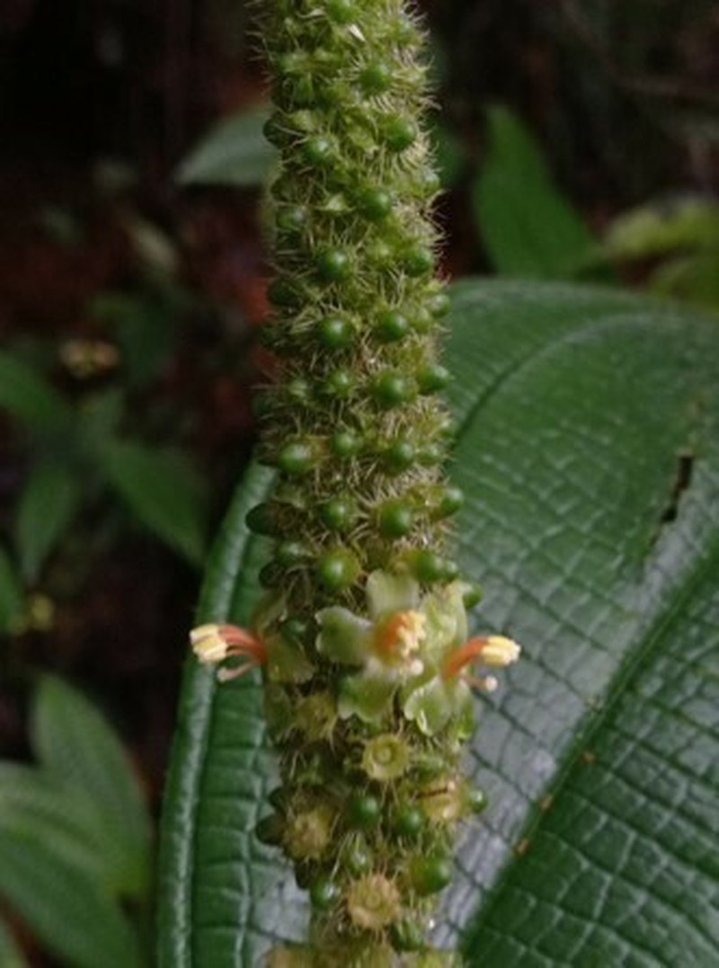 Miconia spadiciflora photo 3