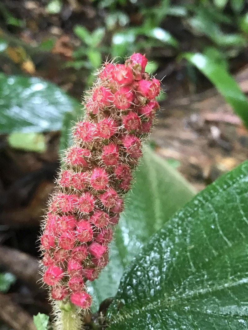 Miconia spadiciflora photo 4