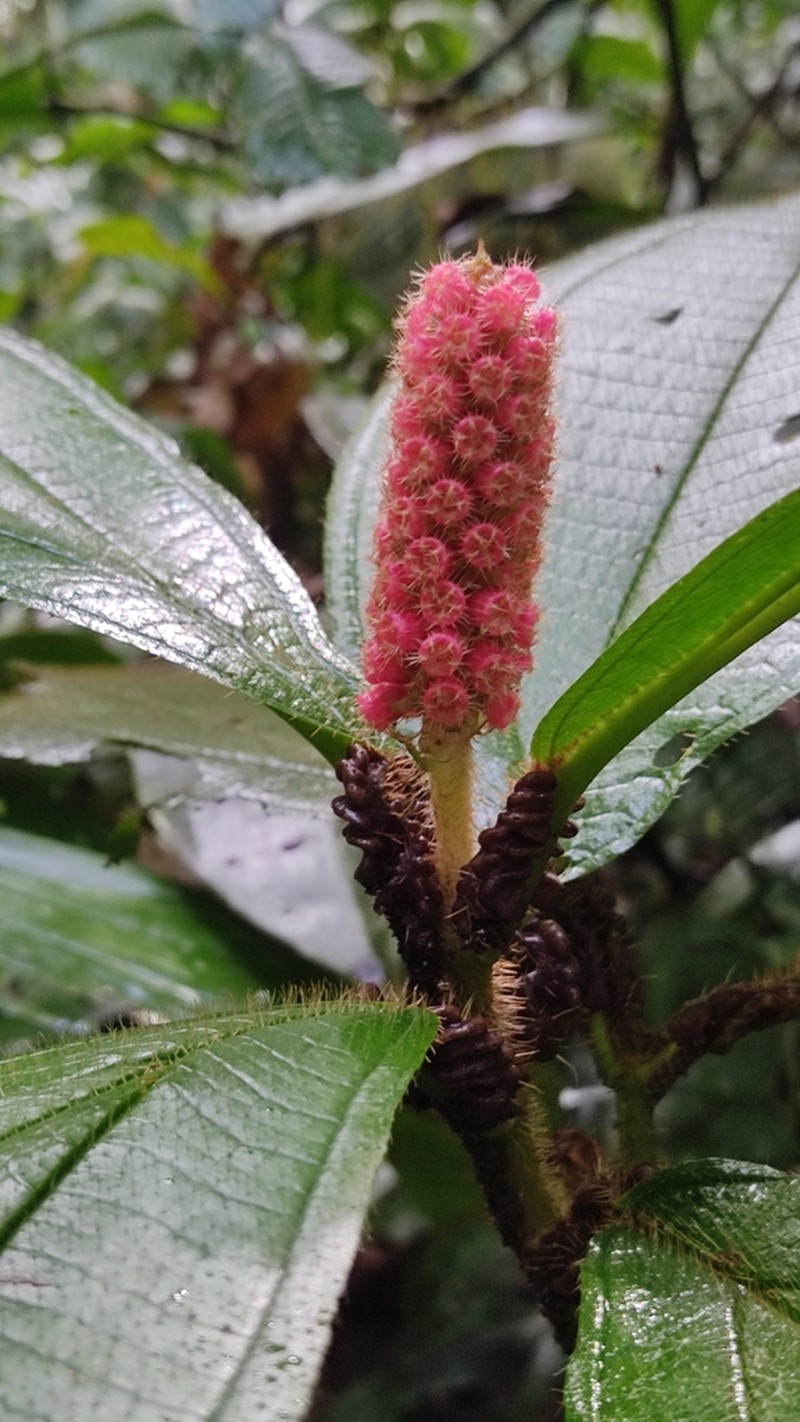 Miconia spadiciflora photo 5