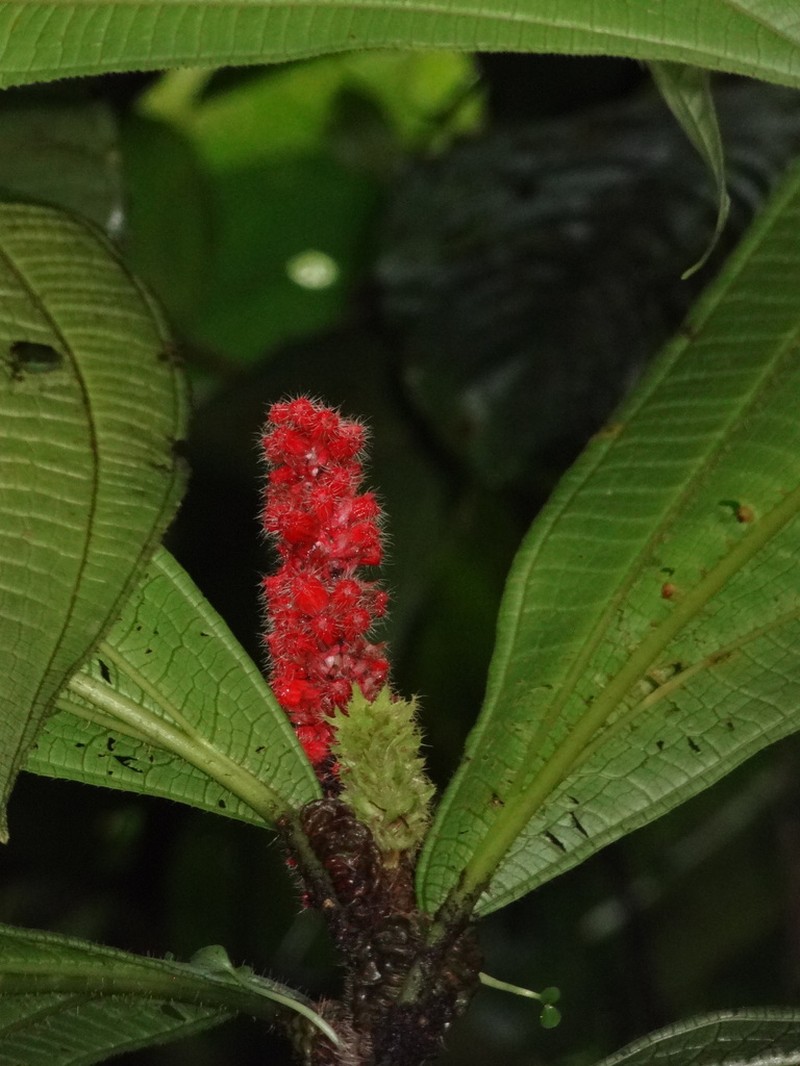 Miconia spadiciflora photo 6