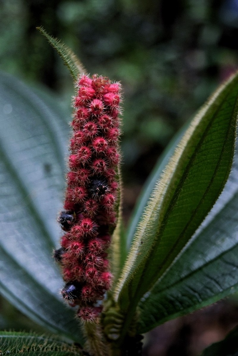 Miconia spadiciflora photo 7