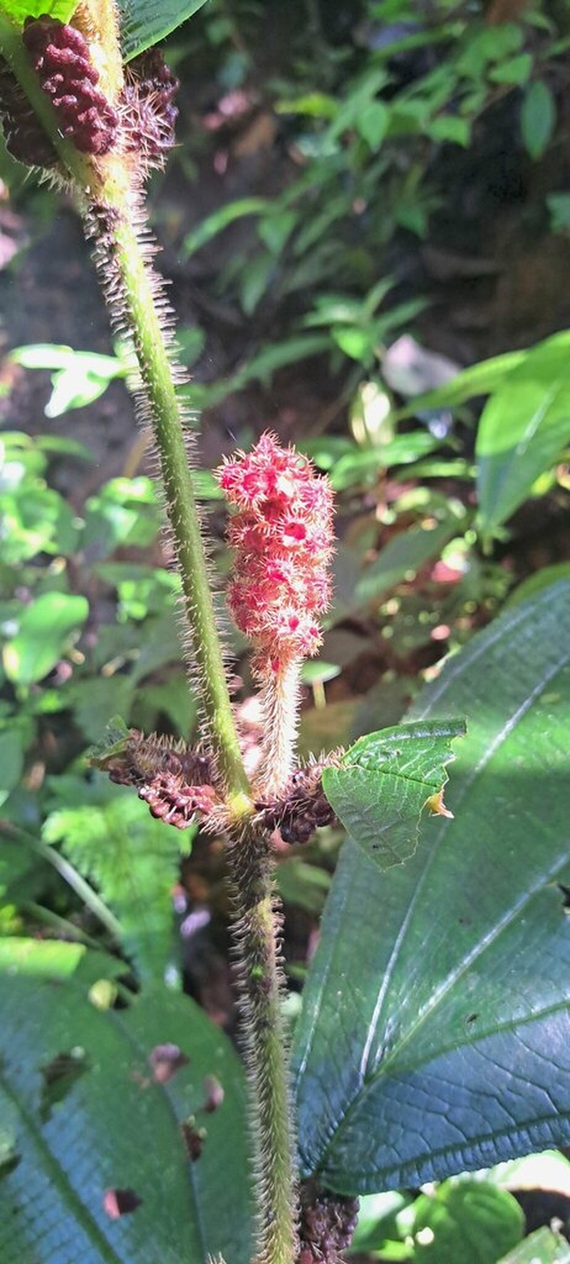 Miconia spadiciflora photo 8