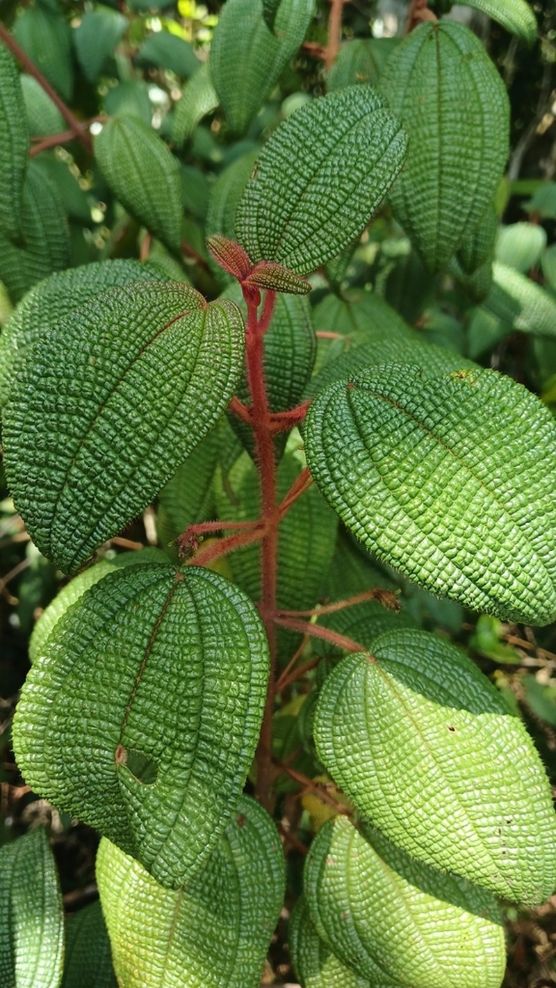 Miconia spanantha