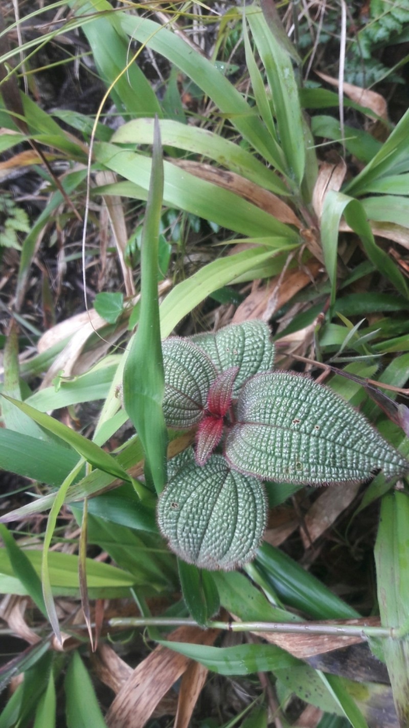 Miconia spanantha photo 2