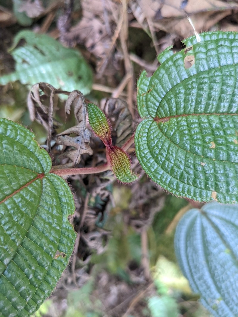 Miconia spanantha photo 3
