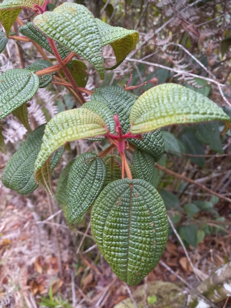 Miconia spanantha photo 4
