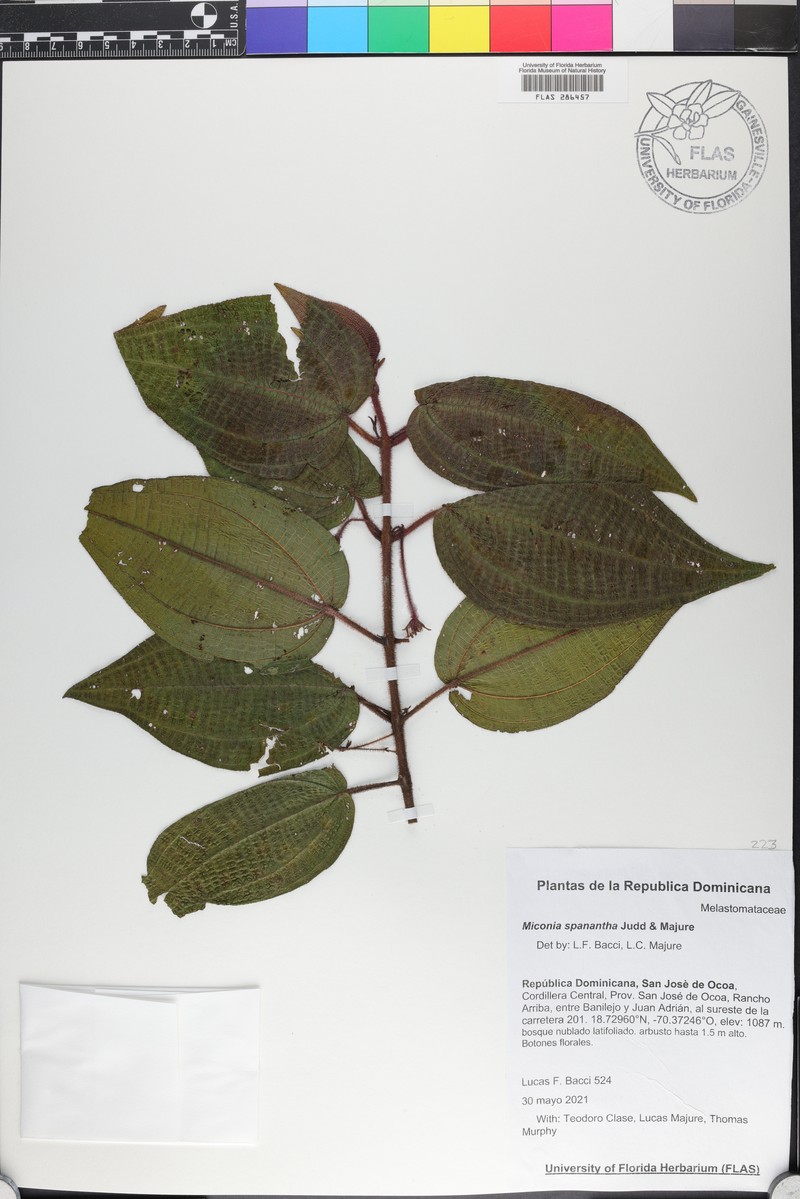 Miconia spanantha photo 5