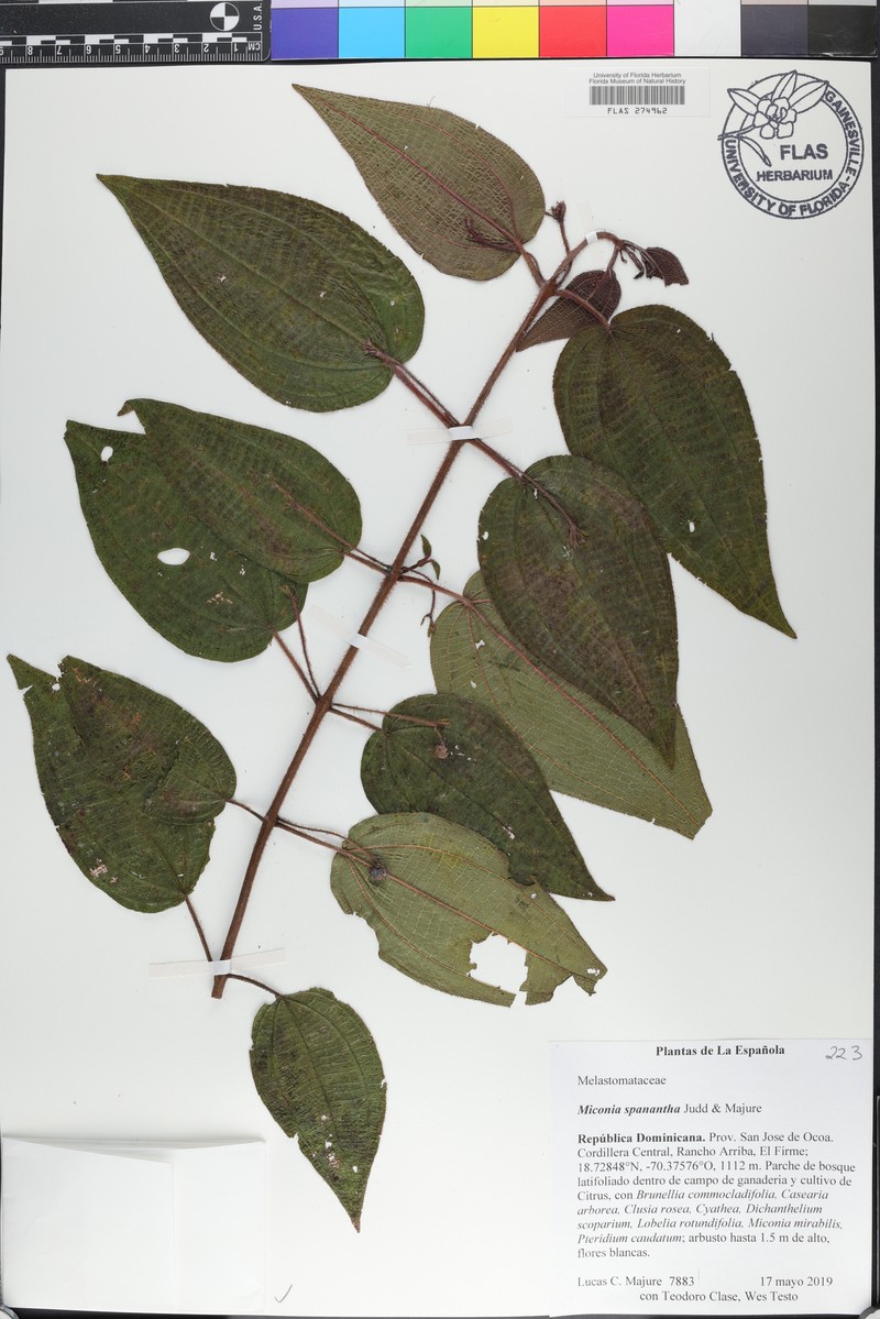 Miconia spanantha photo 6