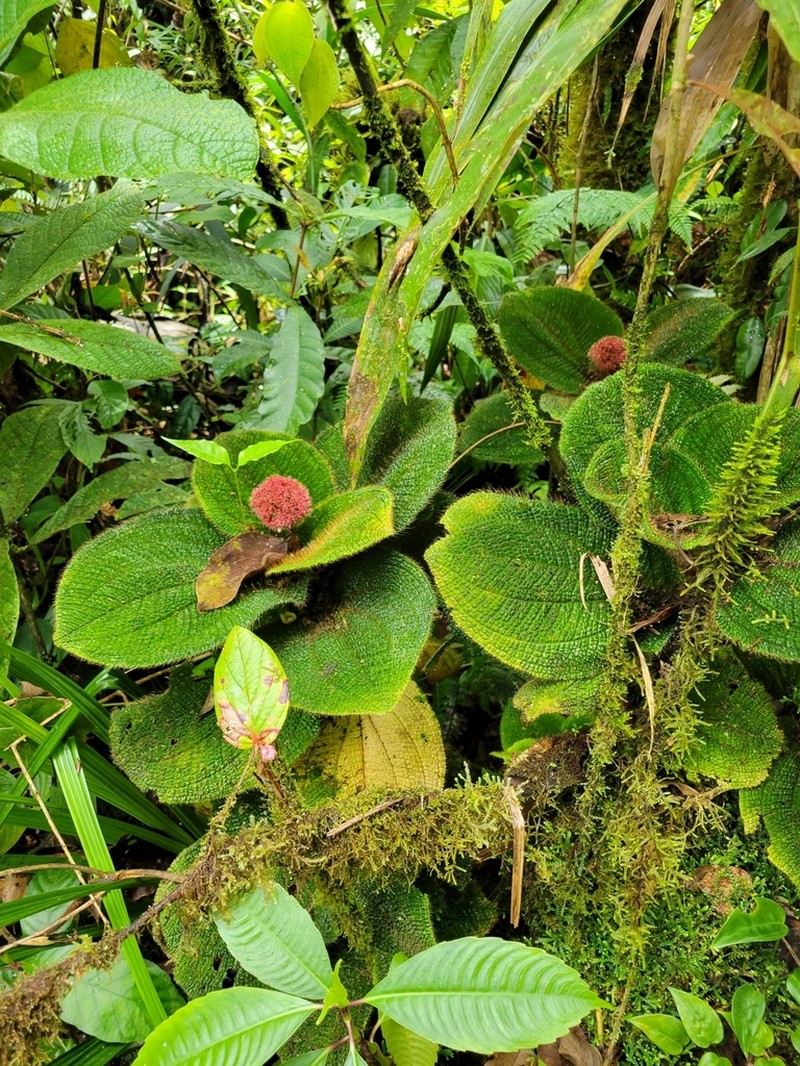Miconia spectabilis