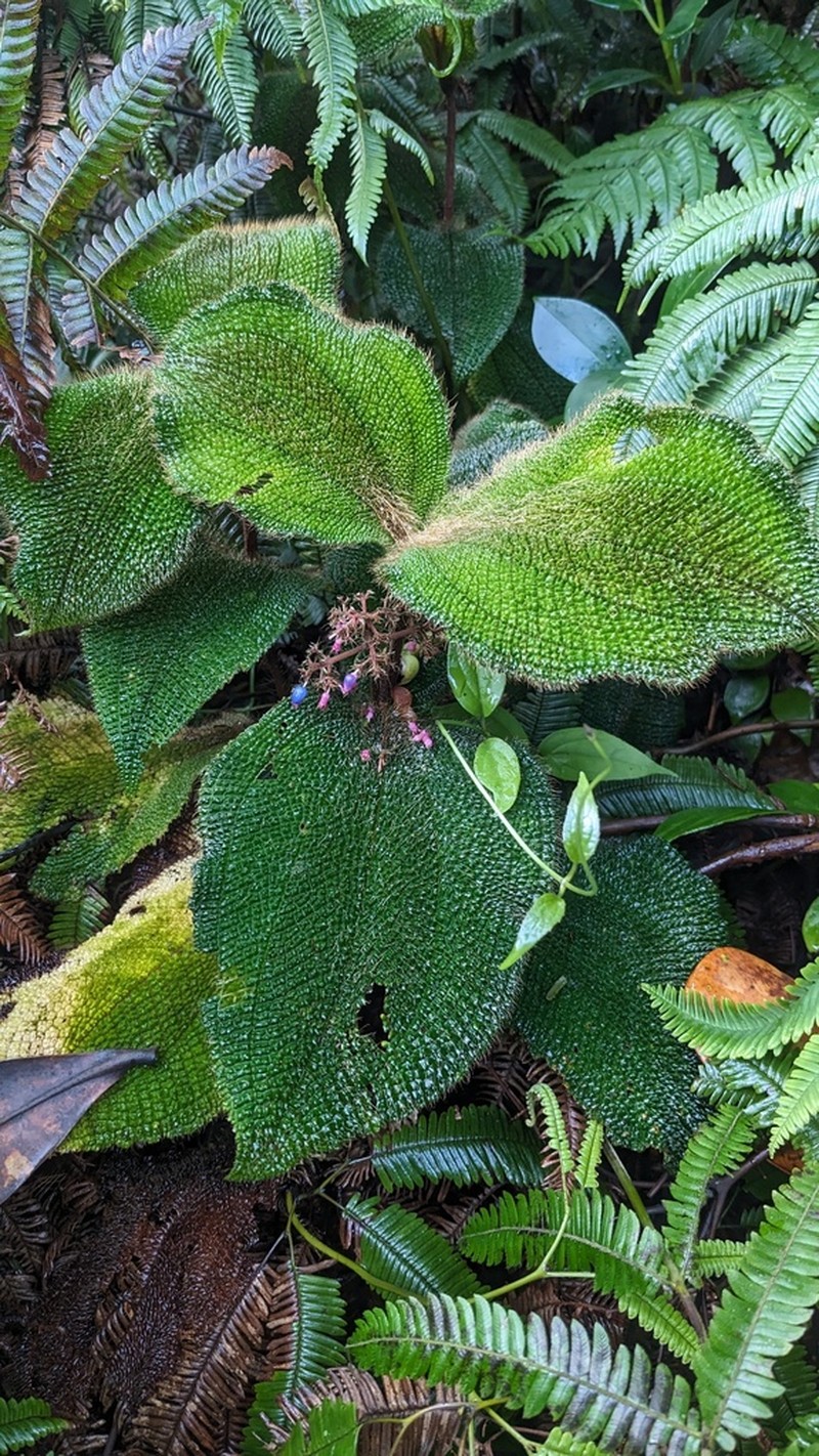 Miconia spectabilis photo 2