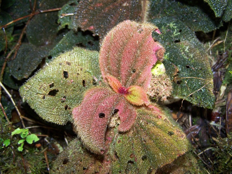 Miconia spectabilis photo 3