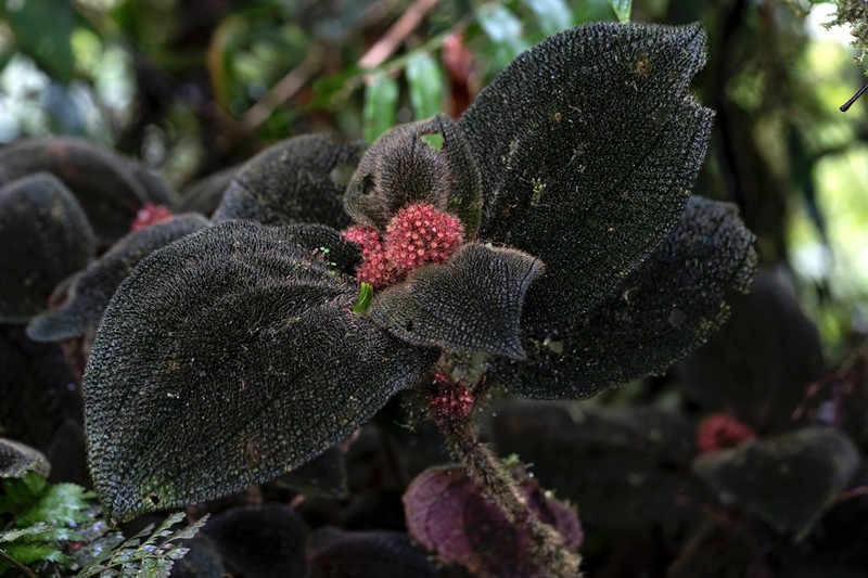 Miconia spectabilis photo 4